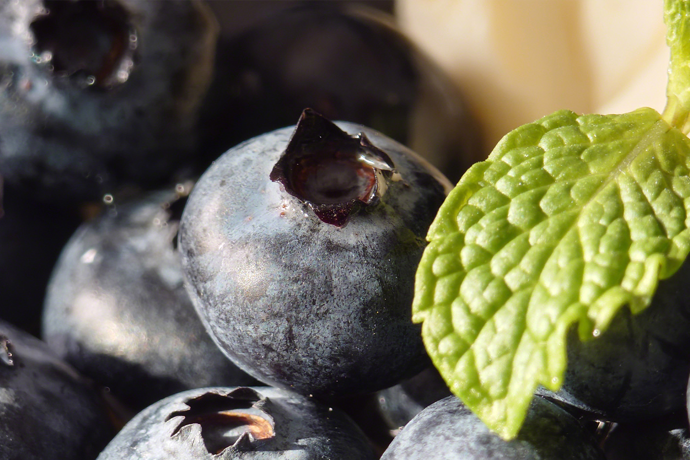Close up of blueberries and a green leaf
